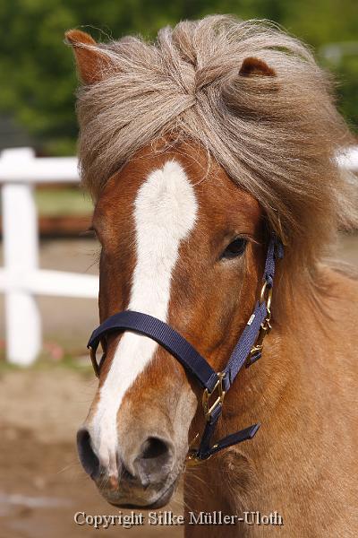 Hryssa von Heidmoor (5).JPG